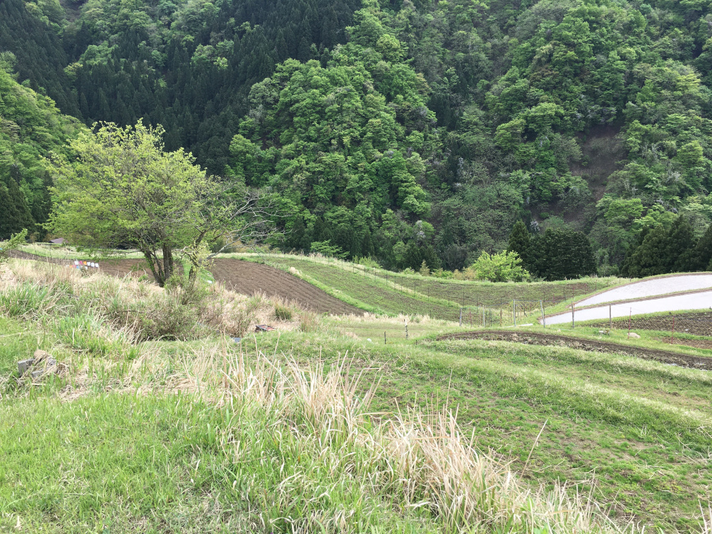 西ヶ岡の棚田の景色11