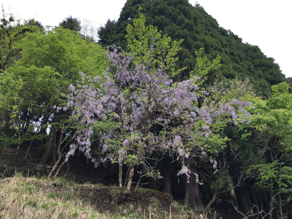 西ヶ岡の棚田の景色15