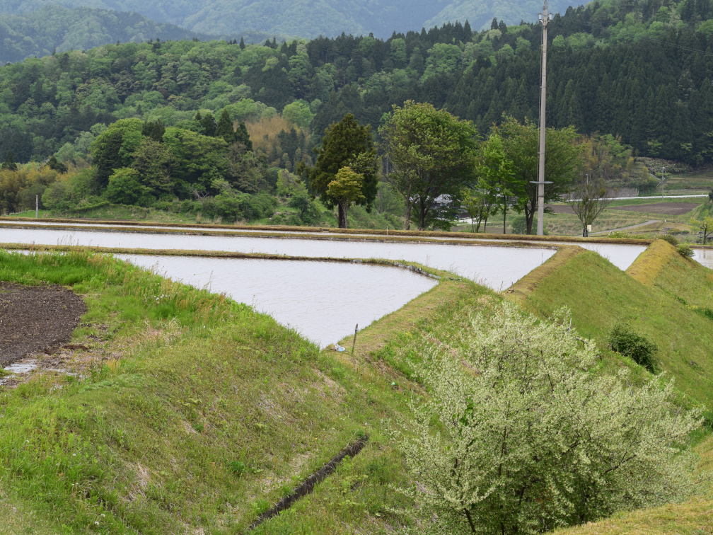 新温泉町丹土の棚田の景色6