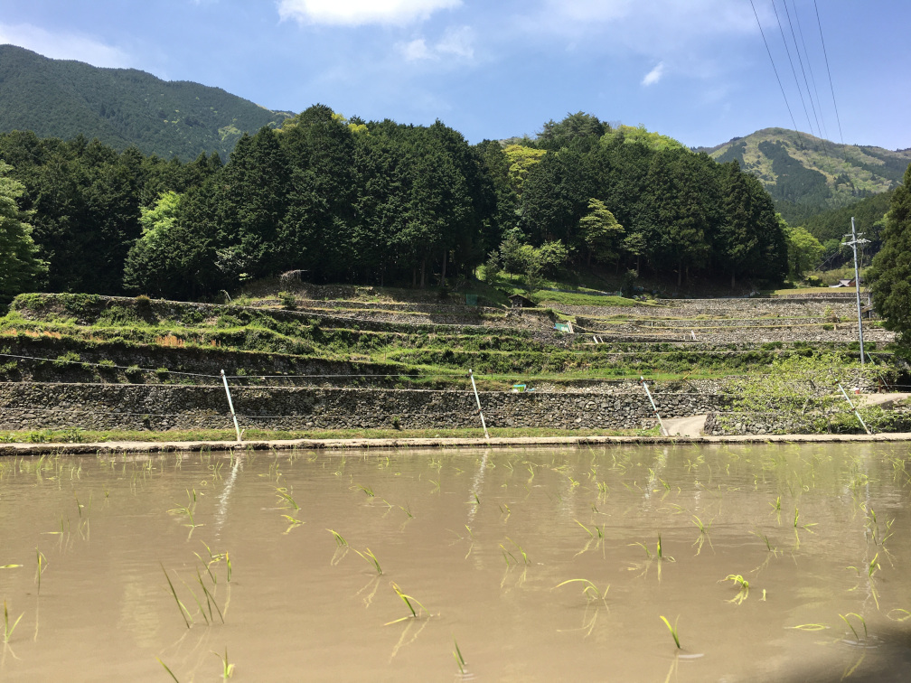 岩座神の棚田の景色1