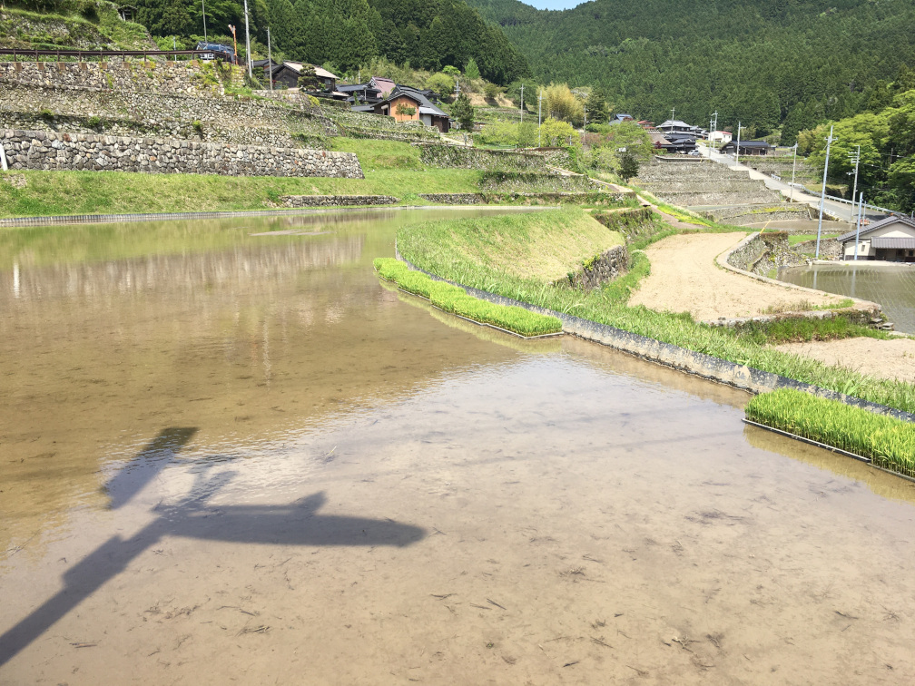 岩座神の棚田の景色8